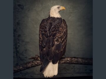 [ID: AVW0-KJI564] Youtube Automatic