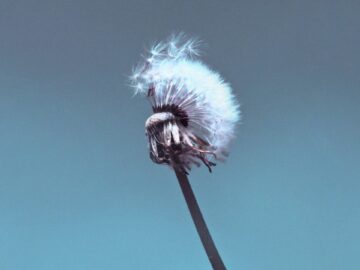 [ID: QeESx7CWTXo] Youtube Automatic