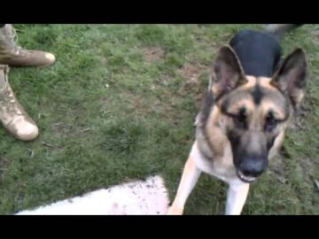 [ID: 0cn4V6dYTks] Youtube Automatic