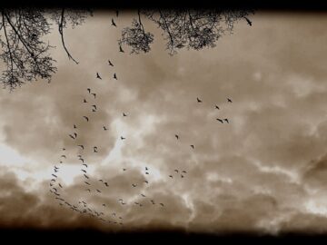 [ID: 1EcigoWTT7o] Youtube Automatic