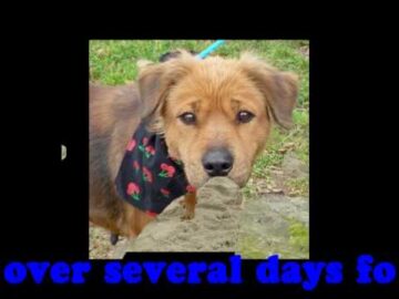 [ID: B2ZxW_nJhBk] Youtube Automatic