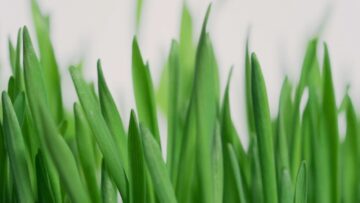 [ID: bCFtMAdVP5Q] Youtube Automatic