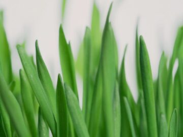 [ID: bCFtMAdVP5Q] Youtube Automatic