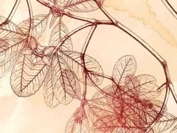 [ID: FO5BKOoGW7U] Youtube Automatic