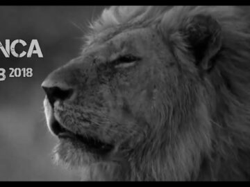 [ID: H4wjr1kESlU] Youtube Automatic