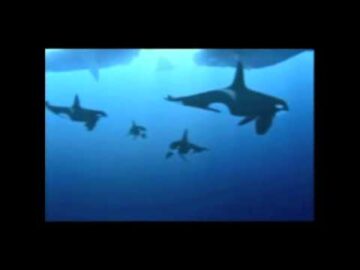 [ID: Srklb5cFKCg] Youtube Automatic