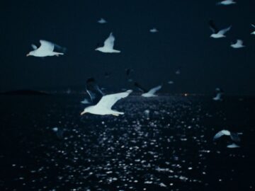 [ID: TvgeK2ba2n8] Youtube Automatic