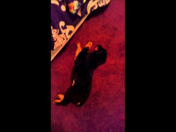 [ID: vlK4l7F8tso] Youtube Automatic