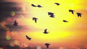 [ID: YYzCnEwk5Eg] Youtube Automatic