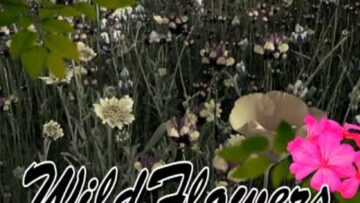 [ID: zR_O3MCzRwE] Youtube Automatic