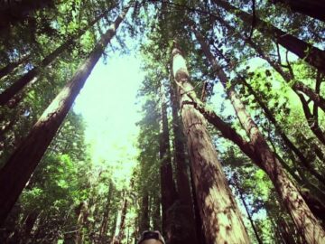 [ID: zT1Sgkfa1Z8] Youtube Automatic