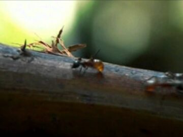 [ID: ZZoWEr2JNr4] Youtube Automatic