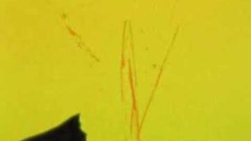 [ID: oCNTYi9fHuo] Youtube Automatic