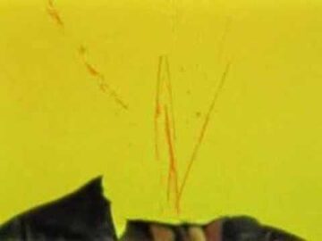 [ID: oCNTYi9fHuo] Youtube Automatic