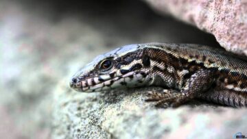 [ID: zAEBmwzL1UU] Youtube Automatic