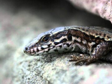 [ID: zAEBmwzL1UU] Youtube Automatic