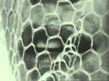 [ID: TYce7G50g3I] Youtube Automatic