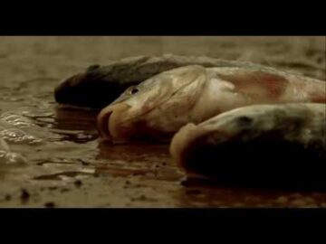 [ID: 8QJEblx27II] Youtube Automatic