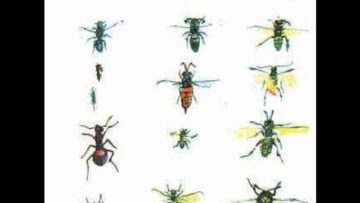 [ID: ImUlPZ_FujA] Youtube Automatic