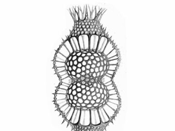 [ID: M7ctENtJUoU] Youtube Automatic