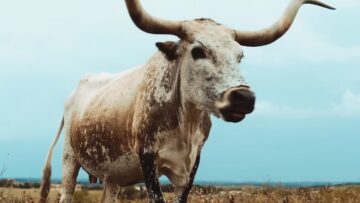 [ID: NRWUoDpo2fo] Youtube Automatic