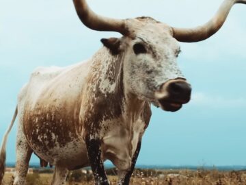 [ID: NRWUoDpo2fo] Youtube Automatic