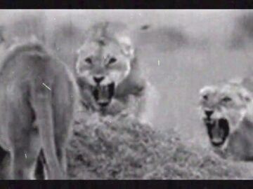 [ID: uhxgzCimjzM] Youtube Automatic