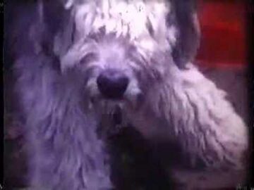 [ID: laA7hgjU1V8] Youtube Automatic