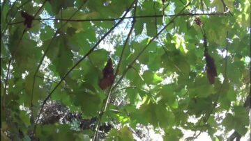 [ID: 9iGxM_8wmAA] Youtube Automatic