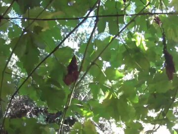 [ID: 9iGxM_8wmAA] Youtube Automatic