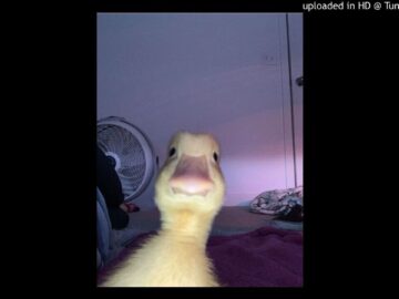 [ID: epaIhIZ0Z1g] Youtube Automatic