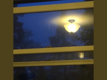 ИΞOlicious – Entropic Cycle