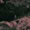 The Portland – Tropical Disease [Official Lyric Video]