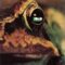 Toad – Pig’s Walk