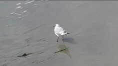 De kust