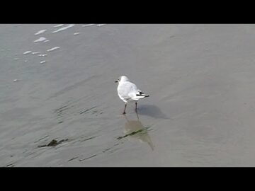 De kust
