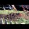 Throw Me The Statue – “Lolita” (Official Video)