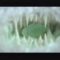 Holopaw – Curious (OFFICIAL VIDEO)