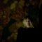 Myrkur Nattens Barn intro live