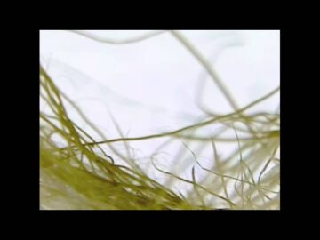 [ID: bLXft5N2Bmg] Youtube Automatic