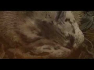 [ID: J5BYeeE_zbo] Youtube Automatic