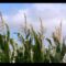 Danielson – “Good News For The Pus Pickers” (Official Video)