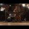 Stephin Merritt’s Project Song at NPR